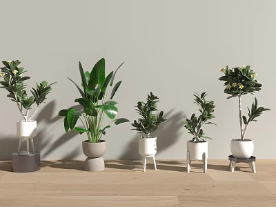 Potted Plants with Various Green Leaves and White Gray Planters on Wooden Stools Indoor Decor 3d model