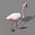 Pink Flamingo Walking On One Leg With Shadow On Gray Background