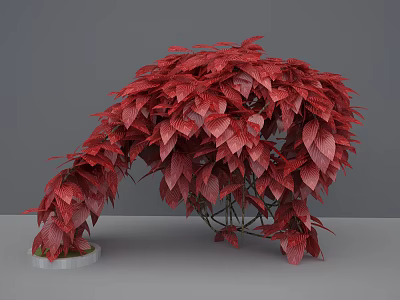Vibrant Red Leaf Shrub with Dense Foliage on Circular Base Against Gray Background 3d model