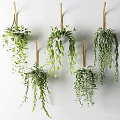 Multiple Hanging Plants With Lush Green Foliage For Indoor Decoration