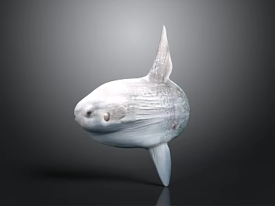 Ocean Sunfish Displaying Unique Flat Body And Large Dorsal Fin In Ocean Habitat 3d model