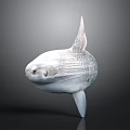 Ocean Sunfish Displaying Unique Flat Body And Large Dorsal Fin In Ocean Habitat