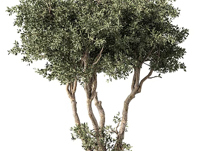 Lush Evergreen Tree With Multi Branched Trunk And Dense Green Foliage 3d model
