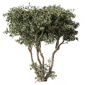 Lush Evergreen Tree With Multi Branched Trunk And Dense Green Foliage
