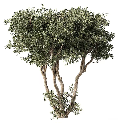 Lush Evergreen Tree With Multi Branched Trunk And Dense Green Foliage 3d model