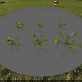Aquatic Water Plants With Green Leaves And Purple Blooms Floating On Calm Water Surface