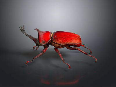Realistic Red Horned Beetle With Shiny Exoskeleton On Dark Background Surface 3d model