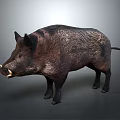 Wild Boar With Dark Fur And Tusks In Standing Pose On Neutral Gray Background