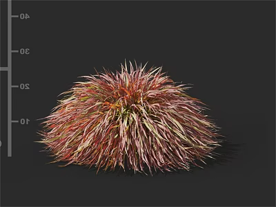 Colorful Tufted Herbaceous Plant With Red Pink And Yellow Foliage 3d model