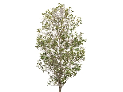 HD Green Plant Tree 3d model