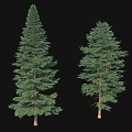 Two Green Arbor Trees With Lush Foliage And Brown Trunks Isolated On Black