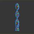 Colorful DNA Double Helix Model Toy with Blue Main Structure and Colorful Segments