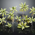 Various Green Plants With Different Sizes And Lush Leaves For Home Decor