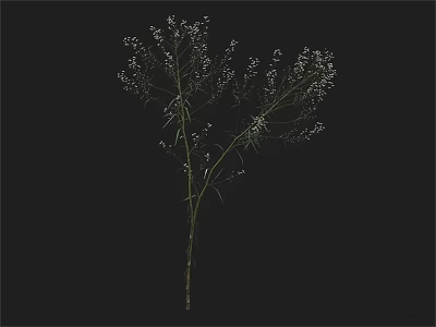 Tall Green Plant With White Small Flowers On Black Background 3d model