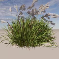Ornamental Decorative Grass With Green Leaves Red Stems And White Plumes For Garden Landscaping