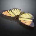 Vibrant Yellow And Orange Butterfly With Black Edged Wings On Dark Background