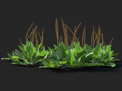 Two Clusters of Green Leafy Plants with Broad Leaves and Brown Spikes on Black Background 3d model
