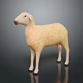 Light Yellow 3D Sheep Model In Standing Pose On Dark Reflective Background Surface