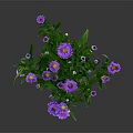 Potted Plant With Purple Flowers And Green Leaves In Brown Pot