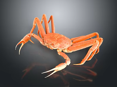 Orange Crab With Long Legs On Black Background Showing Reflection 3d model