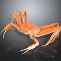 Orange Crab With Long Legs On Black Background Showing Reflection 3d model