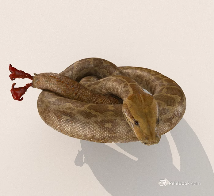 Detailed Brown Patterned Snake Coiled With Red Tail On White Surface 3d model 