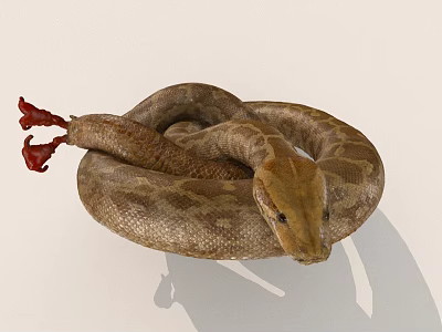 Detailed Brown Patterned Snake Coiled With Red Tail On White Surface 3d model