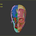 3D Rendering of Human Head Anatomy Showing Brain Muscles and Blood Vessels