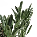Assorted Indoor Bonsai and Potted Plants Featuring Large Leaves Colorful Foliage and Various Pots