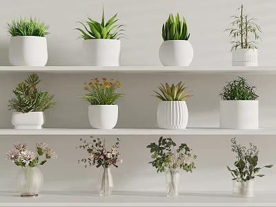 White Shelves Display Various Vases With Green Plants And Dried Flowers 3d model