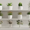 White Shelves Display Various Vases With Green Plants And Dried Flowers