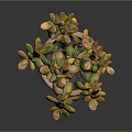 Succulent Plant With Green And Orange Leaves In Terracotta Pot With Saucer