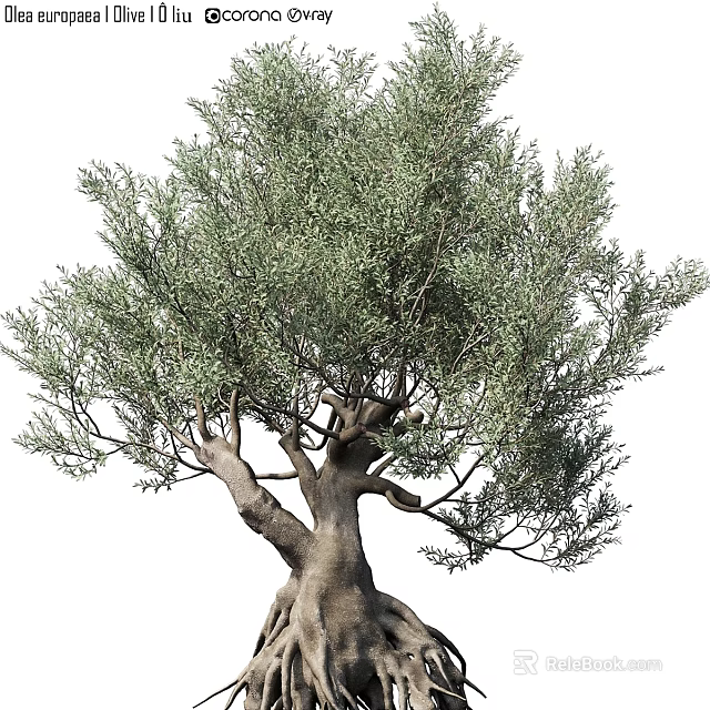 Lifelike Olive Tree Decorative Ornament For Home Interior Decoration 3d model 