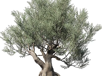 Lifelike Olive Tree Decorative Ornament For Home Interior Decoration 3d model