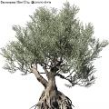 Lifelike Olive Tree Decorative Ornament For Home Interior Decoration