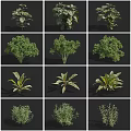 Assorted Green Plants Collection With Diverse Leaf Shapes And Growth Forms 3d model