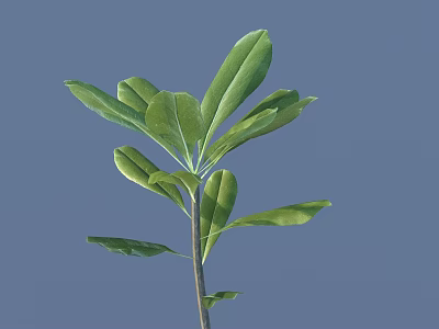 Lush Green Leaf Plant With Vibrant Foliage Stem And Blue Background 3d model