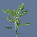 Lush Green Leaf Plant With Vibrant Foliage Stem And Blue Background