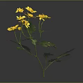 Yellow Flowers With Green Leaves Stems And Small Single Bloom On Dark Background