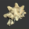 Intricate Conch Shell Sculpture Carving With Natural Texture And Artistic Details