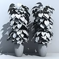 Green Leafy Potted Plants With White Pots And Dark Wooden Backdrop