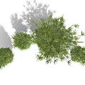 Various Bamboo Plants Featuring Different Heights Potted and Clumping Varieties with Green Leaves