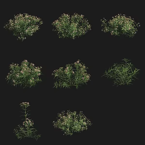 Cluster Flower Mare Gluten Shrub Flowering Grass Plant 3d model