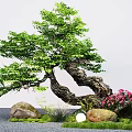 landscape modeling old tree big arbor courtyard tree old pile tree 3d model