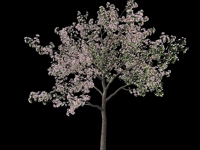 Ornamental Arbor with Pink Blossoms and Green Leaves on Brown Trunk 3d model