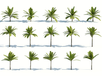 Modern Palm Tree 3d model