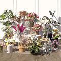 Bonsai and Potted Plants Display with Various Green Foliage and Colorful Flowers in Different Containers