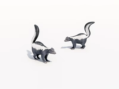 Two Skunks With Black And White Fur And Fluffy Tails On White Background 3d model
