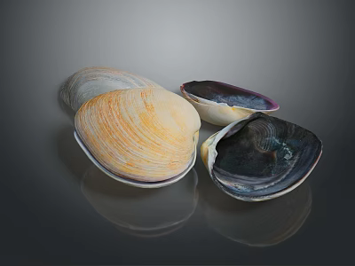 Colorful Clams Featuring White Orange Purple And Dark Textured Shells On Gray Background 3d model