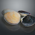 Colorful Clams Featuring White Orange Purple And Dark Textured Shells On Gray Background